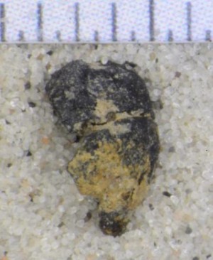 Il seme d'uva, che a prima vista può sembrare una pietra. (Foto: Museo Nazionale della Danimarca) Il seme d'uva, che a prima vista può sembrare una pietra. (Foto: Museo Nazionale della Danimarca)