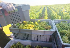 Vendemmia in Borgogna Vendemmia in Borgogna